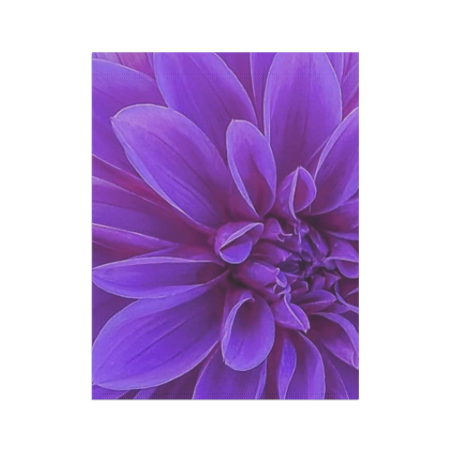 Purple Dahlia Garden & House Banner