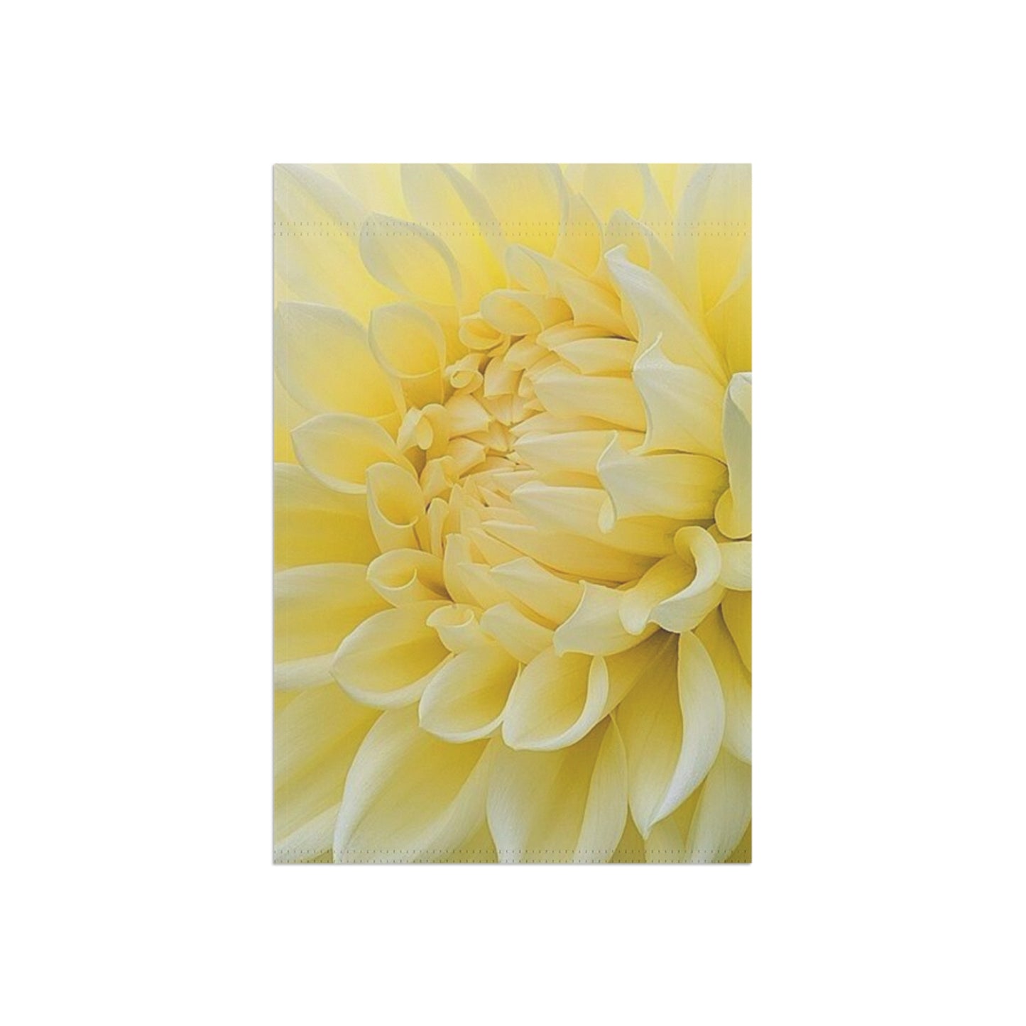 Yellow Dahlia Garden & House Banner